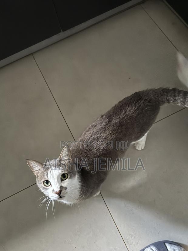 1+ year Male Mixed Breed Tabby - thumbnail 5