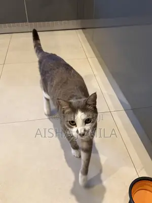 1+ year Male Mixed Breed Tabby