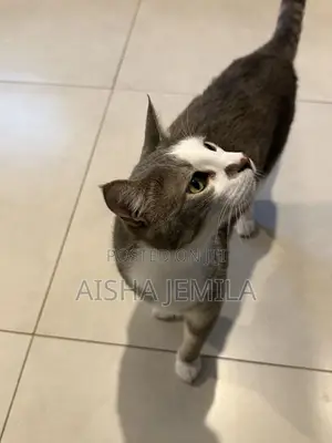 1+ year Male Mixed Breed Tabby
