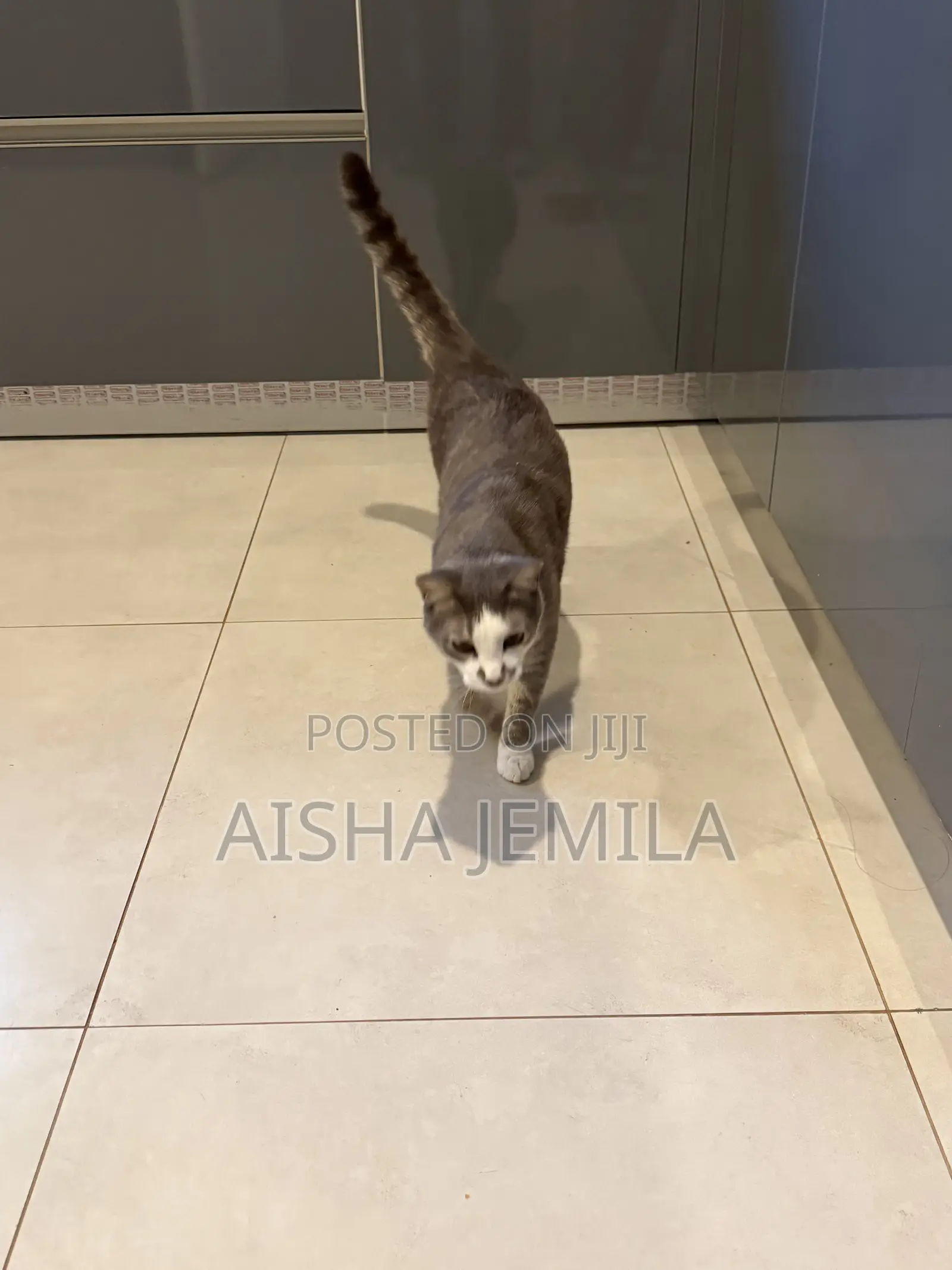 1+ year Male Mixed Breed Tabby
