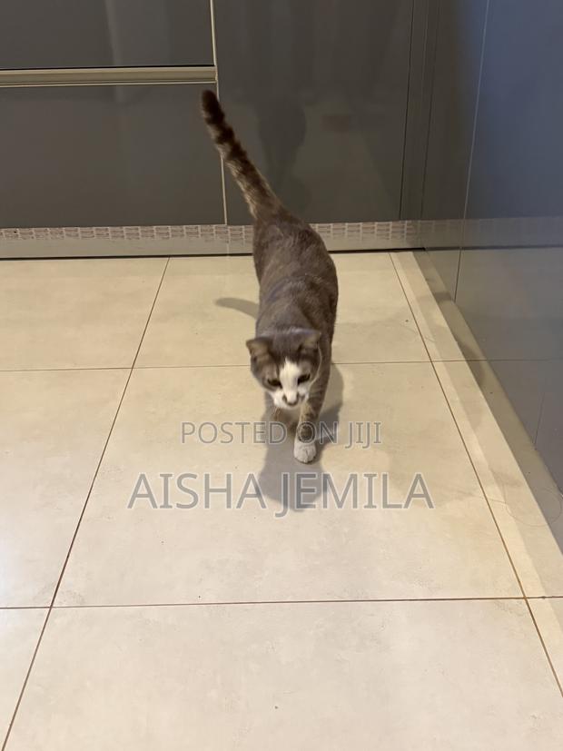 1+ year Male Mixed Breed Tabby - thumbnail 3