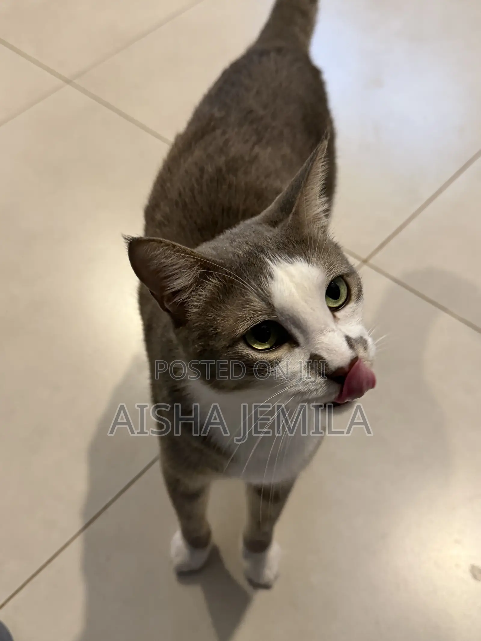 1+ year Male Mixed Breed Tabby
