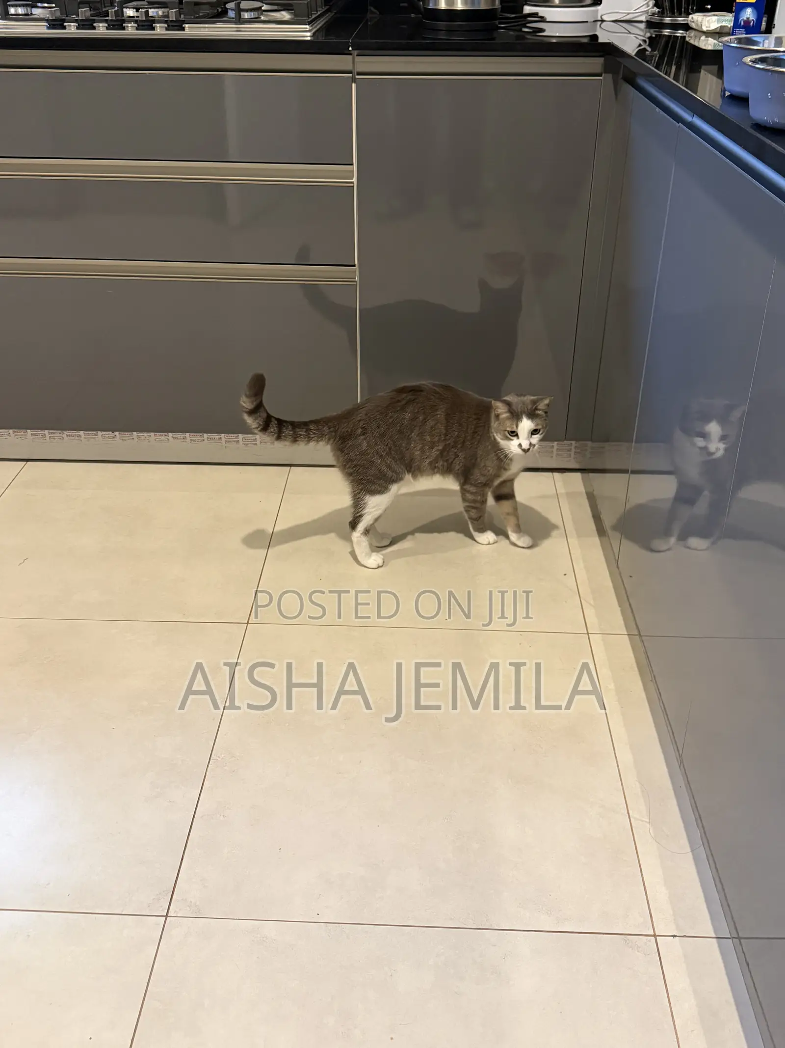 1+ year Male Mixed Breed Tabby