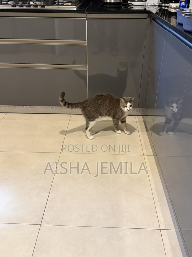 1+ year Male Mixed Breed Tabby - thumbnail 6
