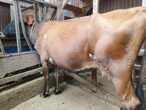 Jersey Cross Dairy Cow for Sale – Healthy Ready for Farming