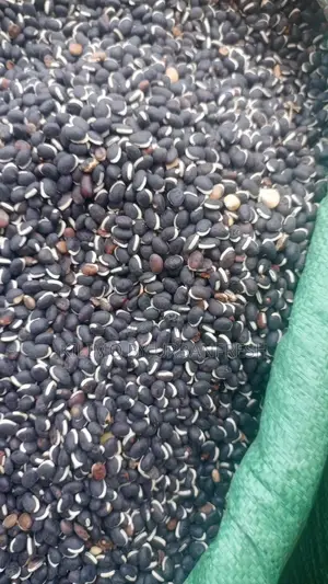 LabLab Seeds. (Hyacinth Bean ) 10 KGS