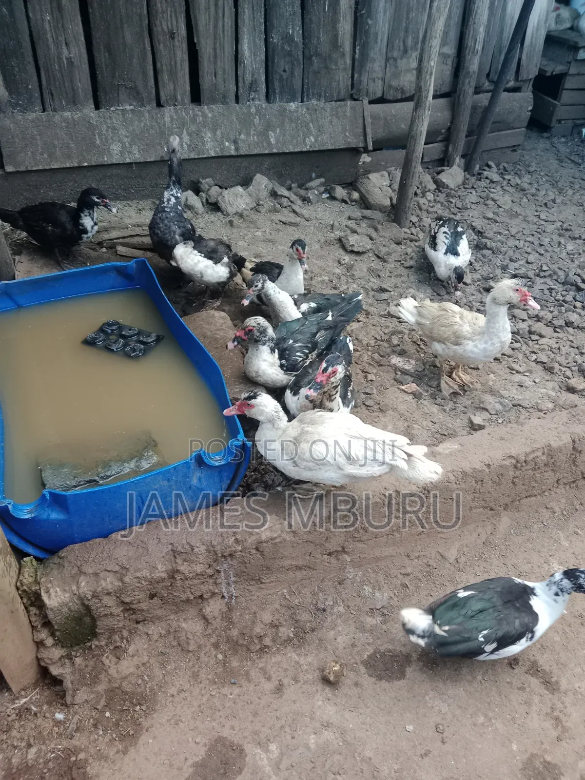 Ducks Eldoret