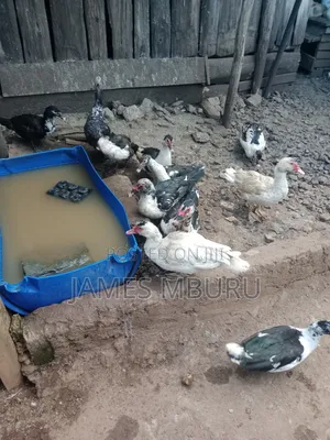 Ducks Eldoret