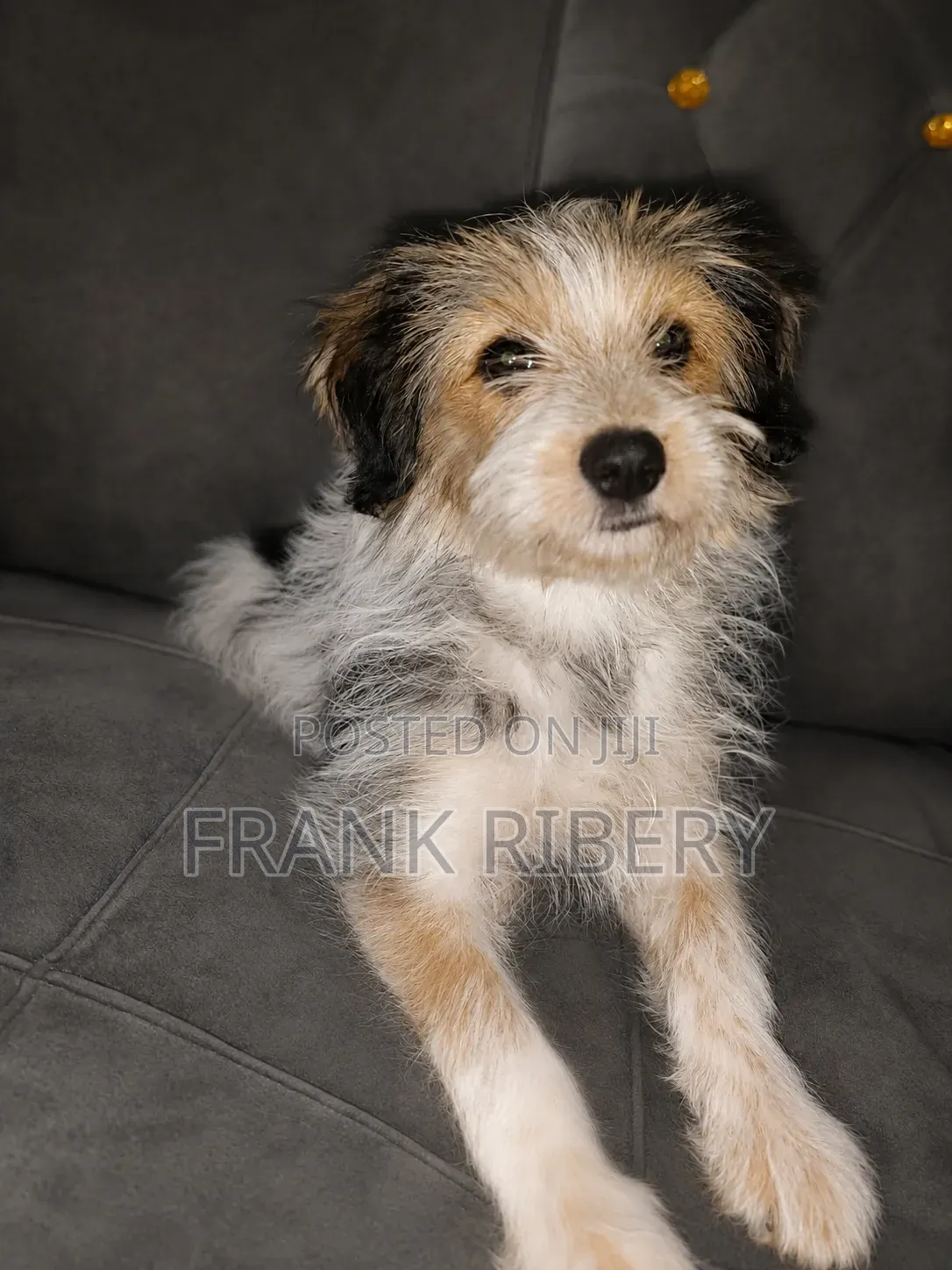 3-6 months Female Mixed Breed Maltese