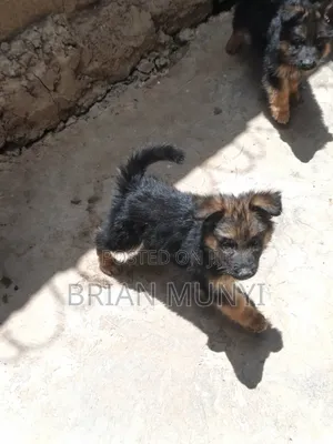 1-3 months Male Purebred German Shepherd