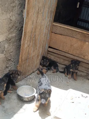 1-3 months Male Purebred German Shepherd
