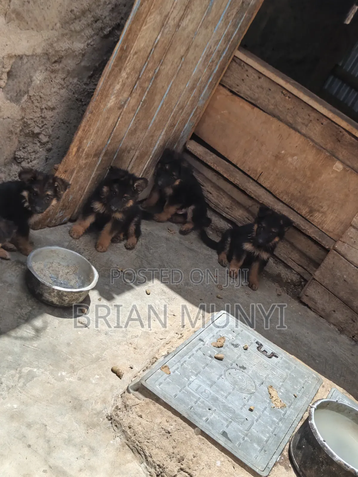 1-3 months Male Purebred German Shepherd