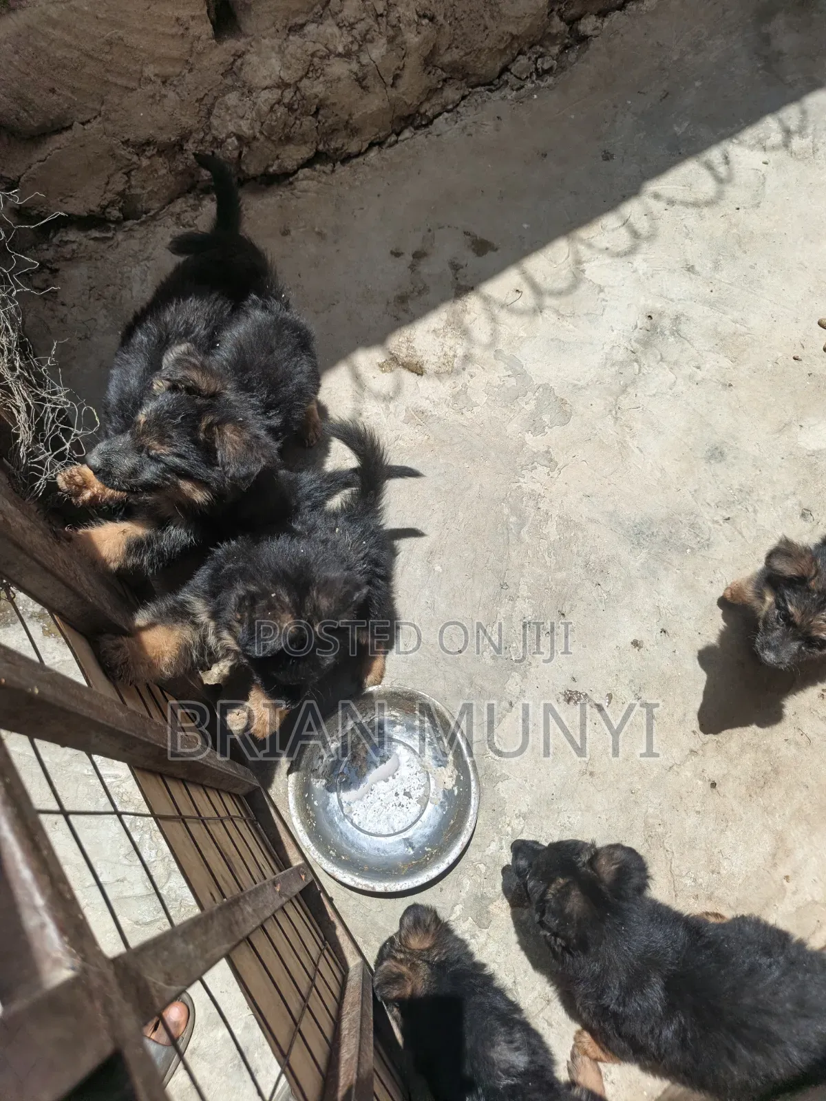 1-3 months Male Purebred German Shepherd