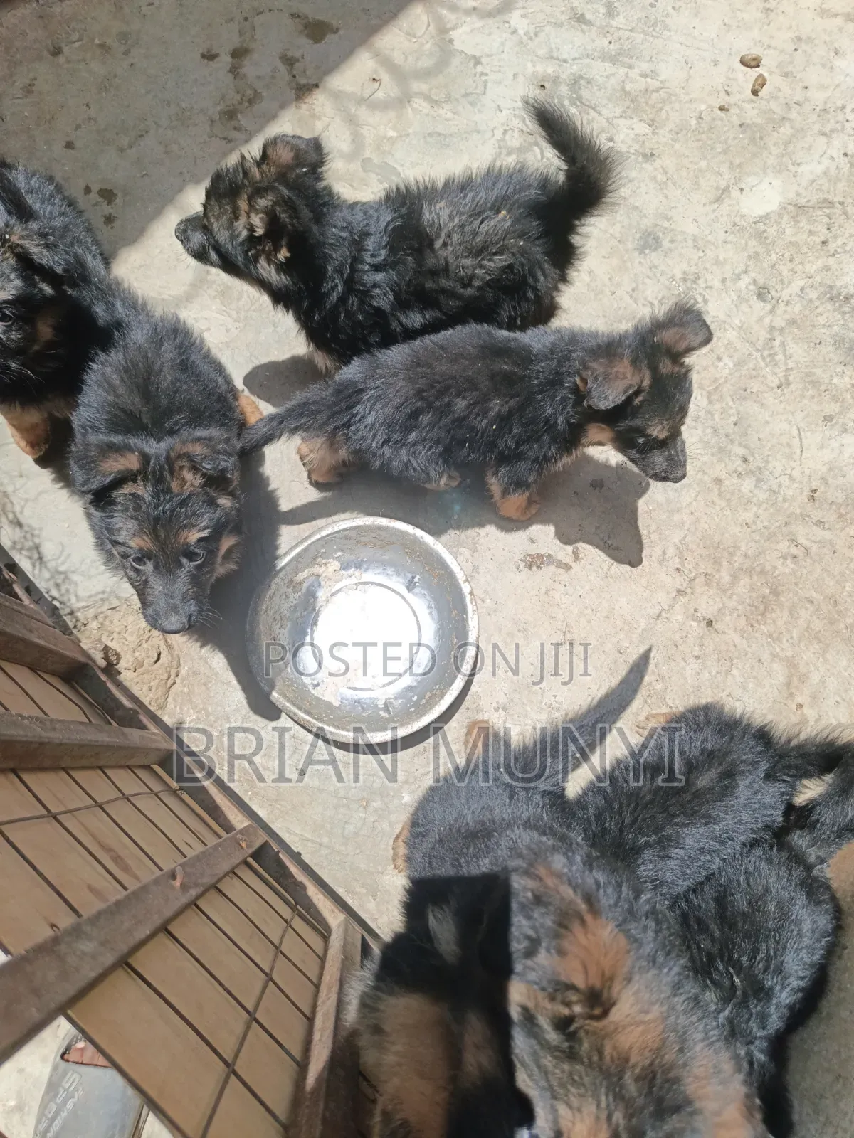 1-3 months Male Purebred German Shepherd