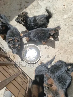 1-3 months Male Purebred German Shepherd