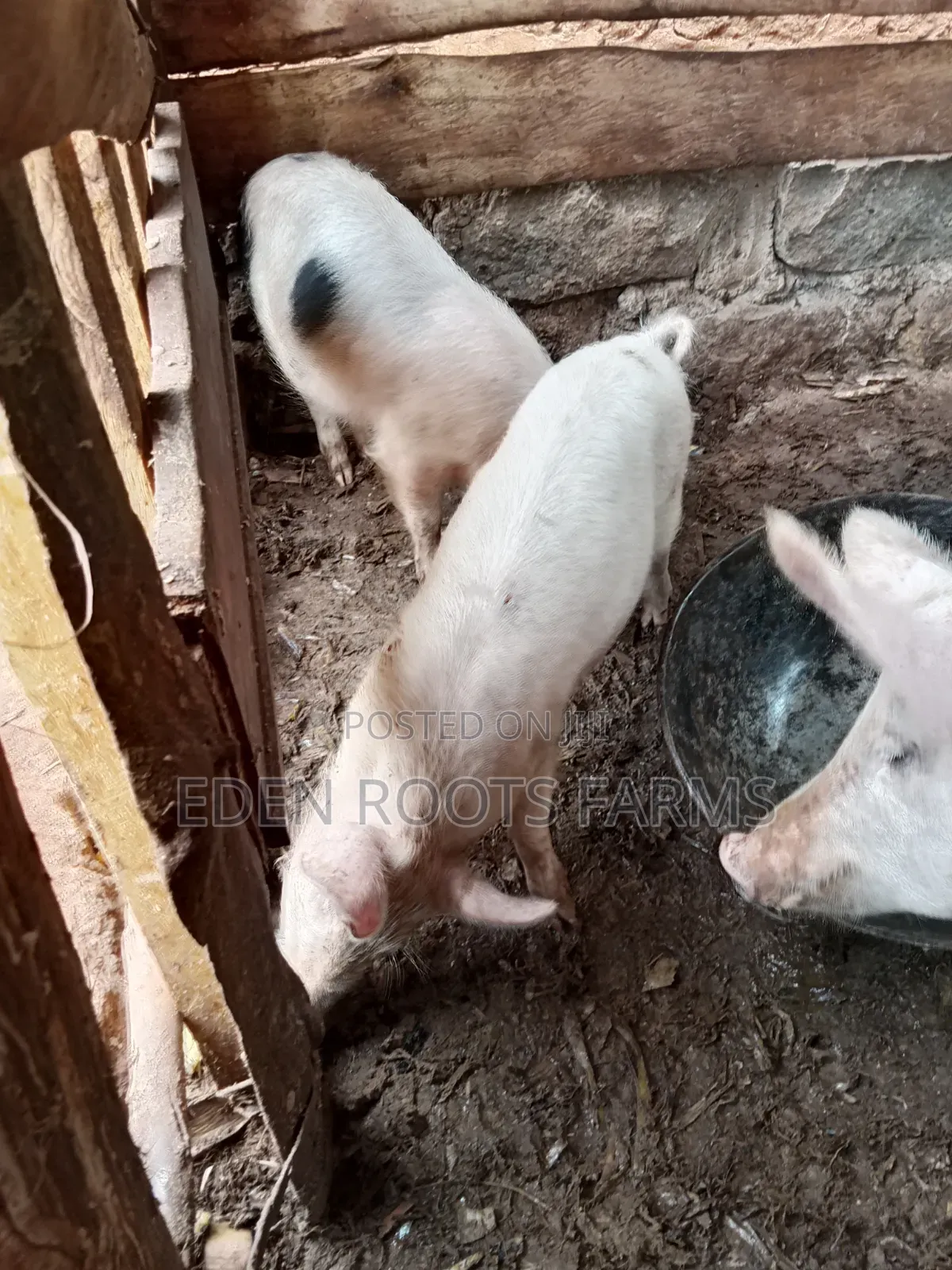 Pigs for Sale