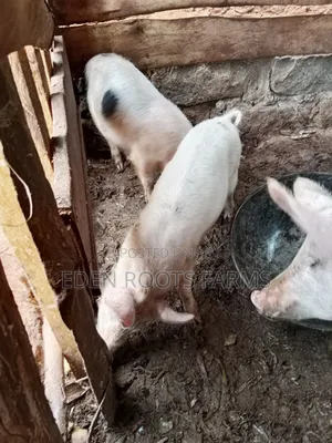 Pigs for Sale