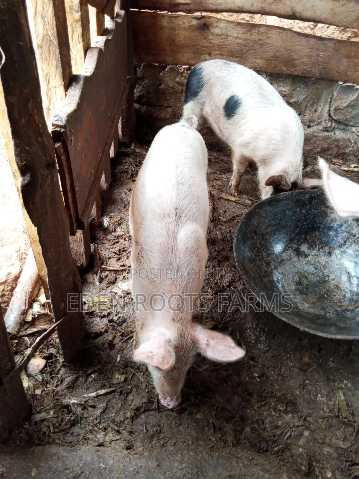 Pigs for Sale