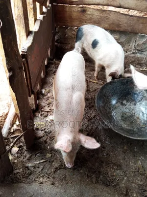 Pigs for Sale