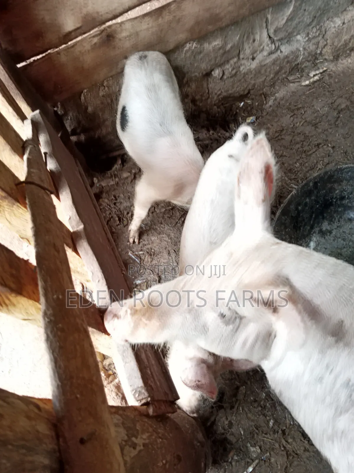 Pigs for Sale