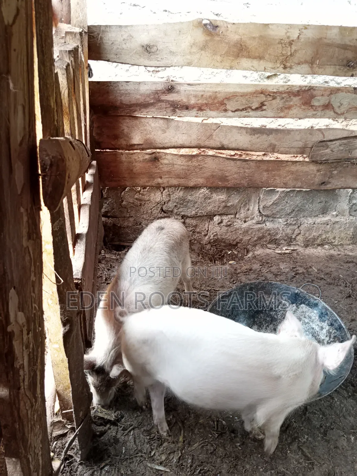 Pigs for Sale