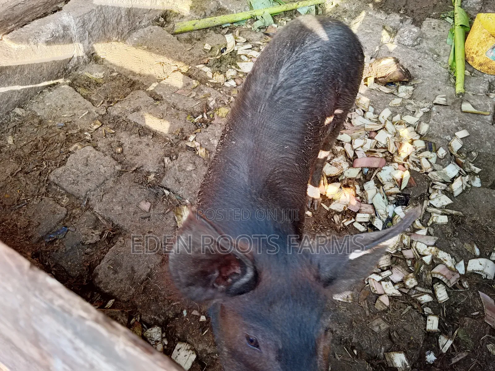 Pigs for Sale