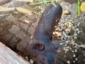 Pigs for Sale