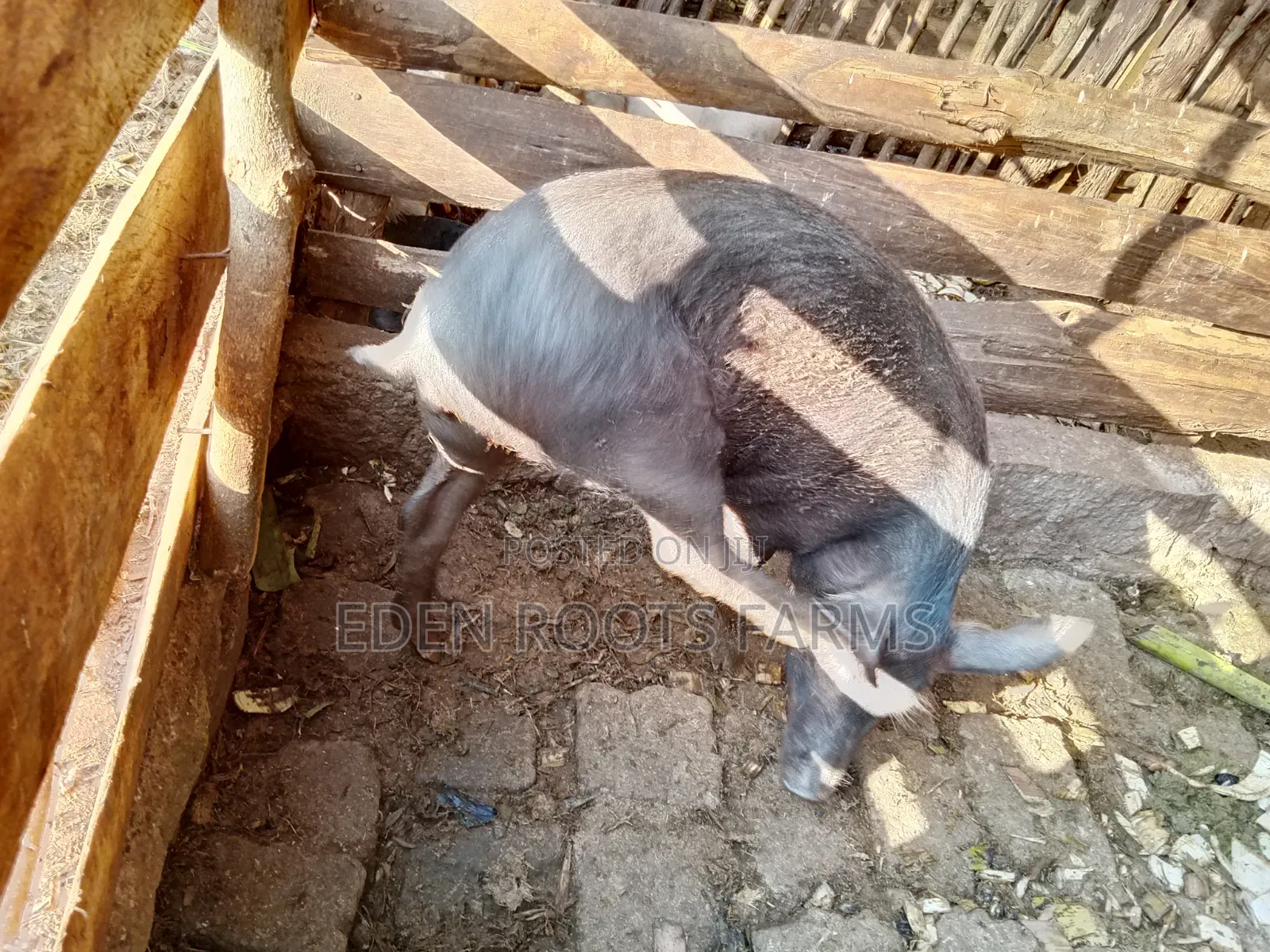 Pigs for Sale