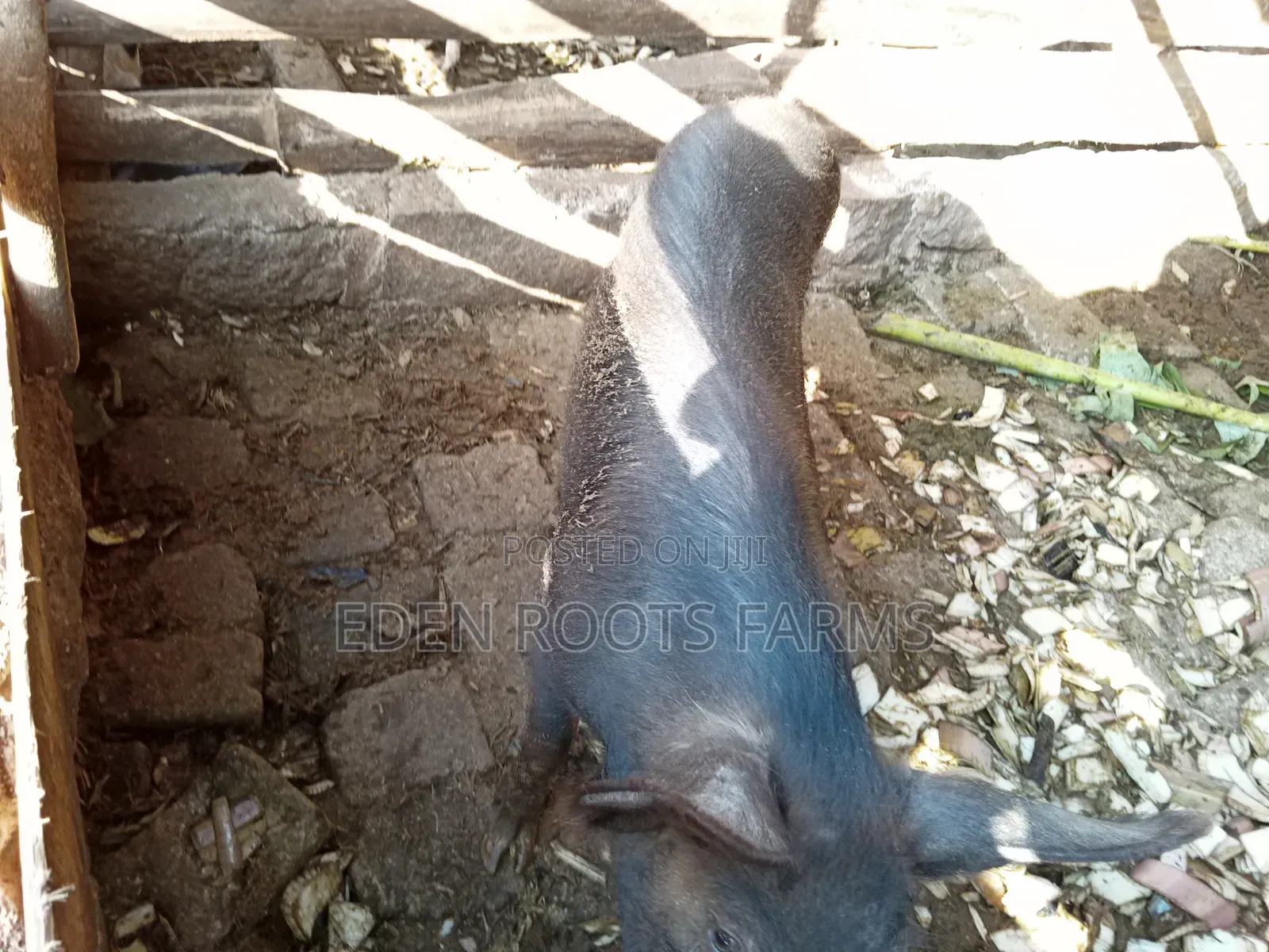 Pigs for Sale
