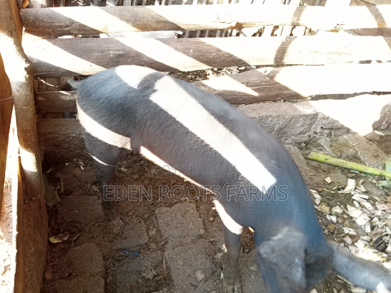 Pigs for Sale