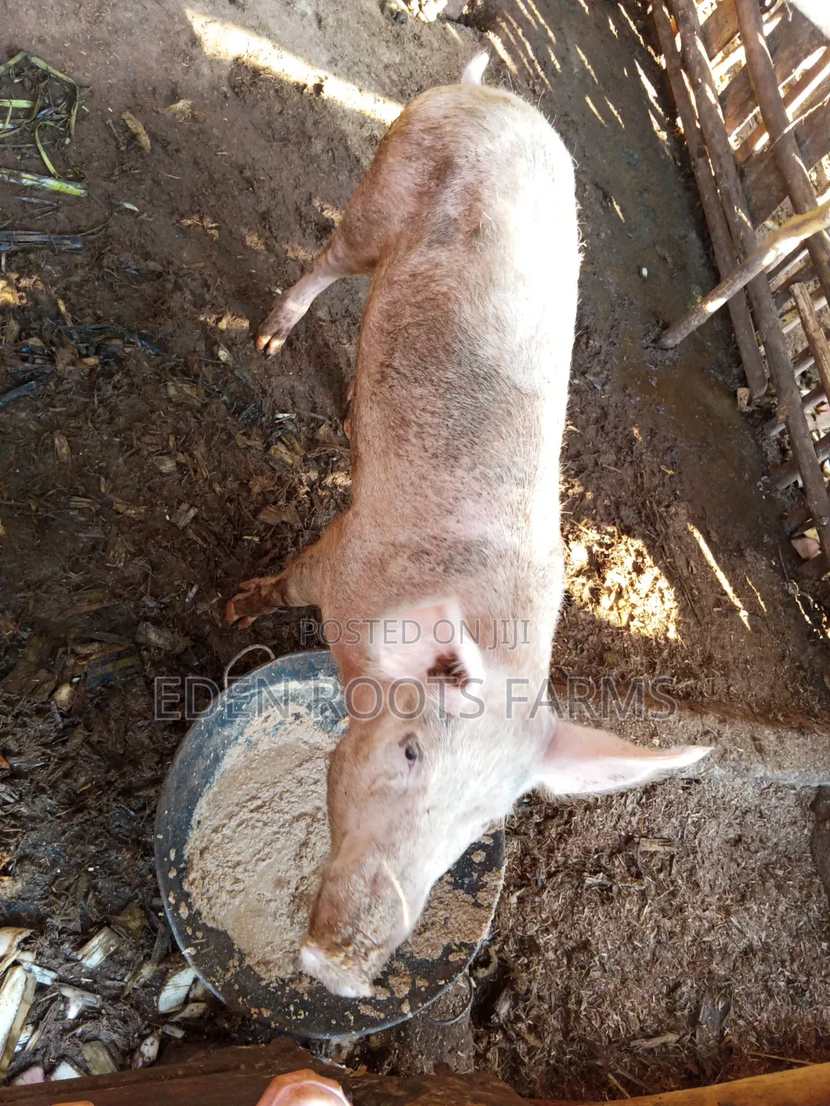 Pigs for Sale