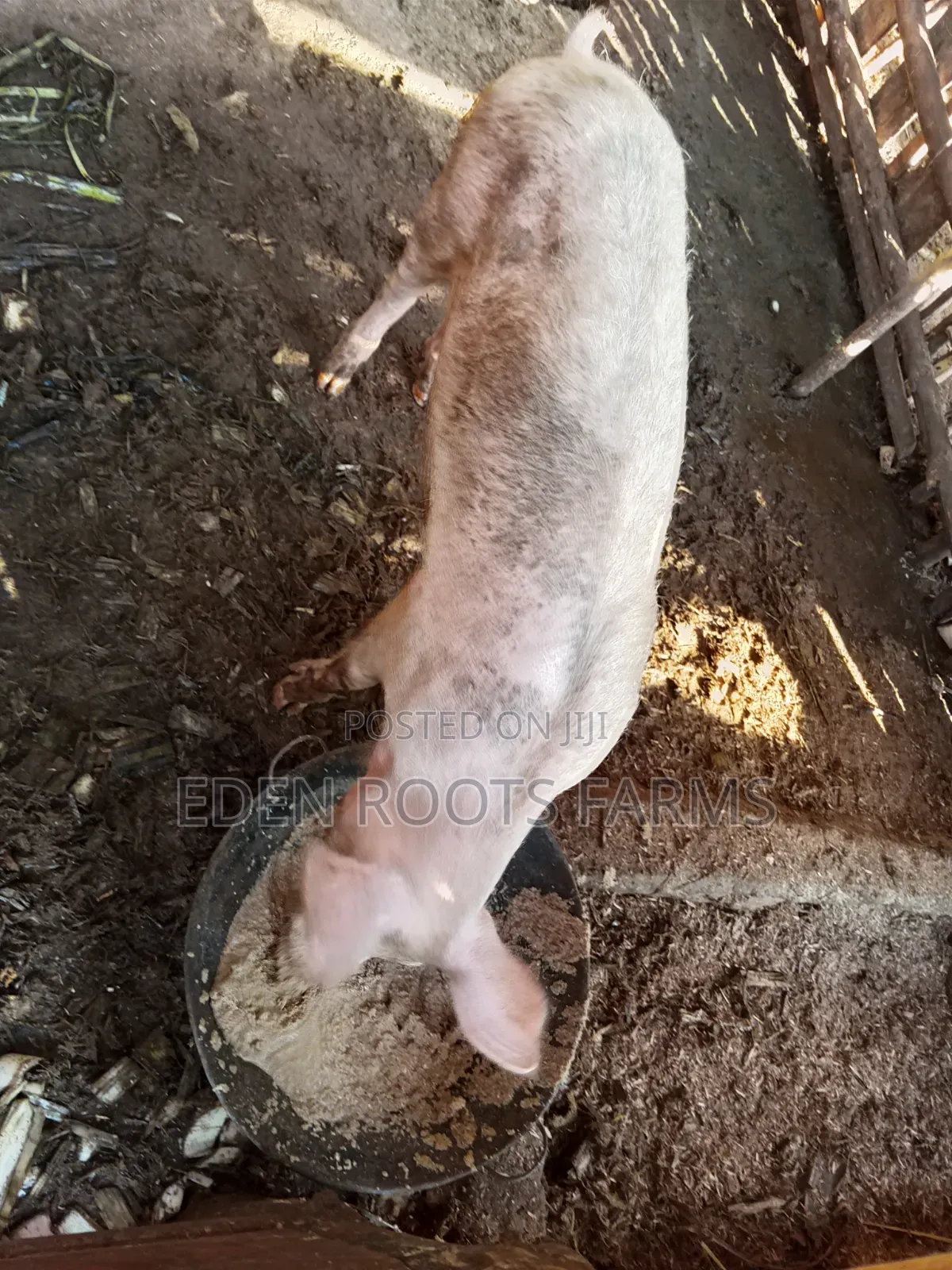 Pigs for Sale