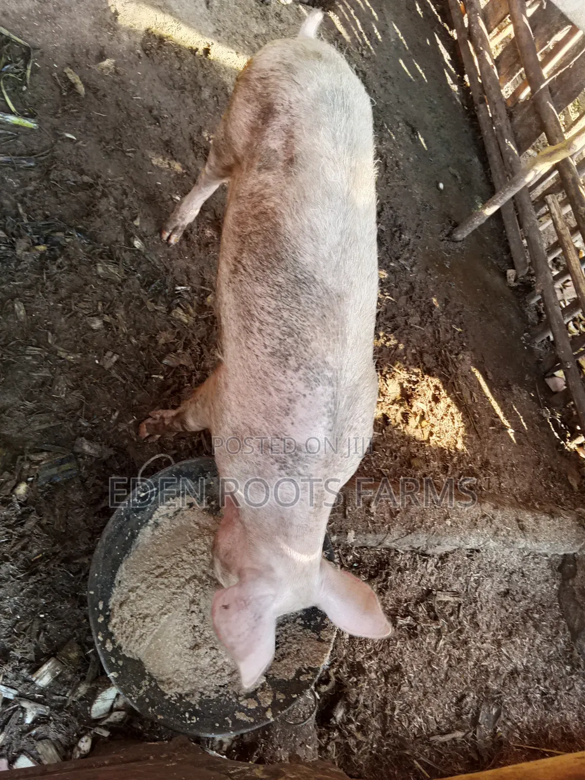 Pigs for Sale