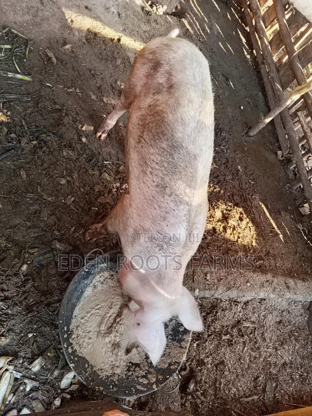 Pigs for Sale