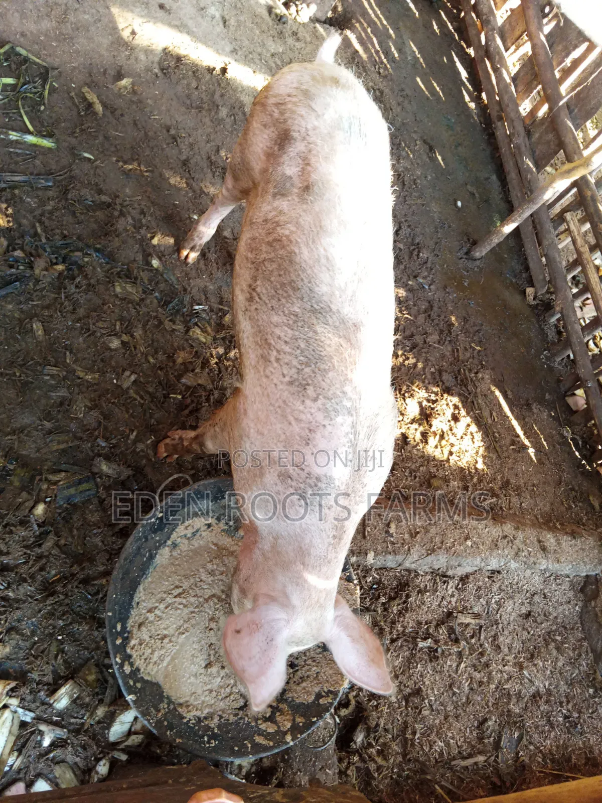 Pigs for Sale