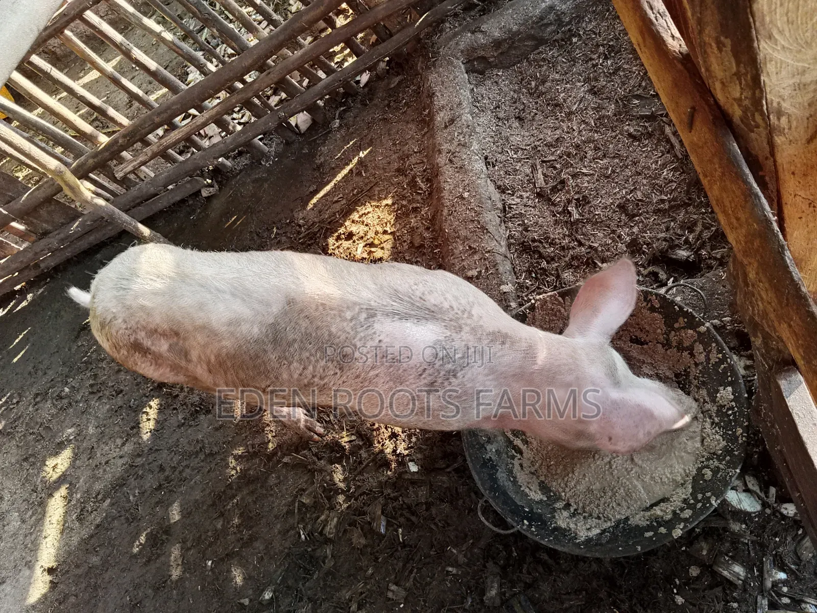 Pigs for Sale
