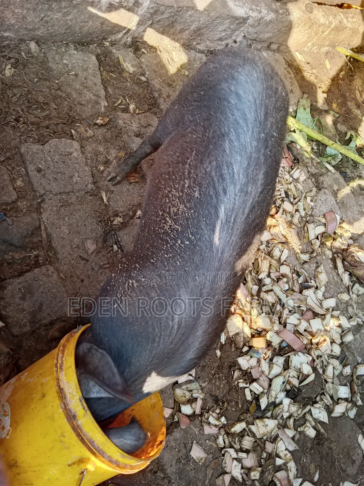 Pigs for Sale