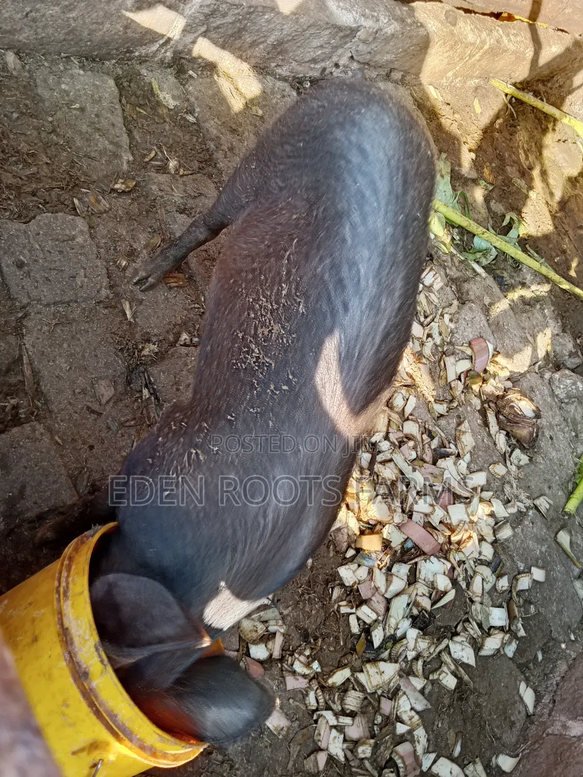 Pigs for Sale