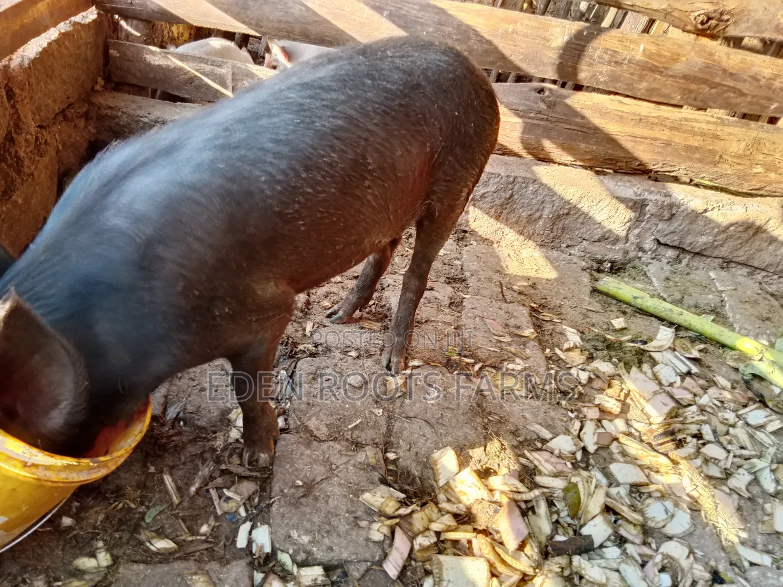 Pigs for Sale