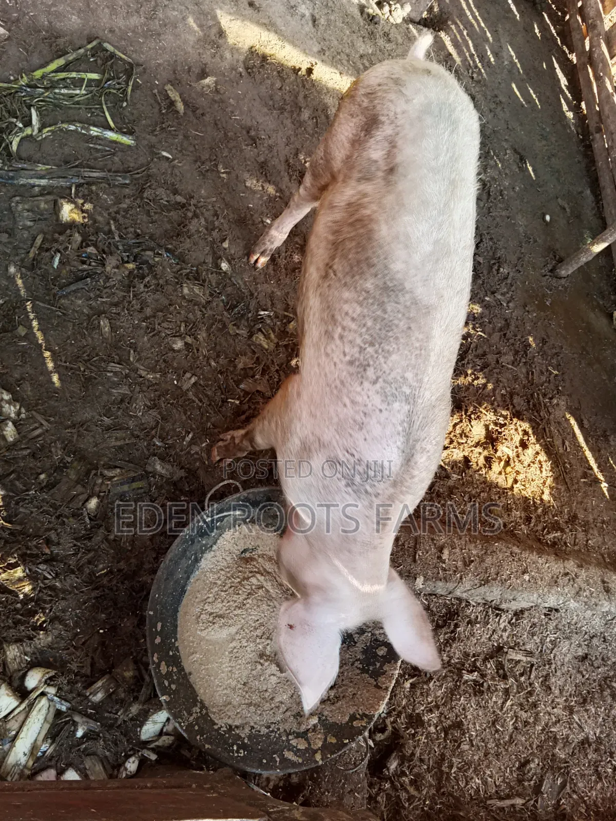 Pigs for Sale