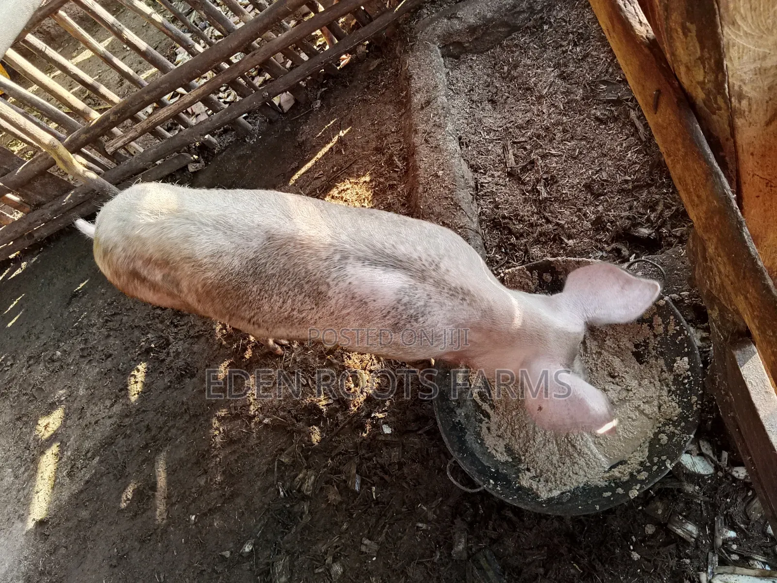 Pigs for Sale