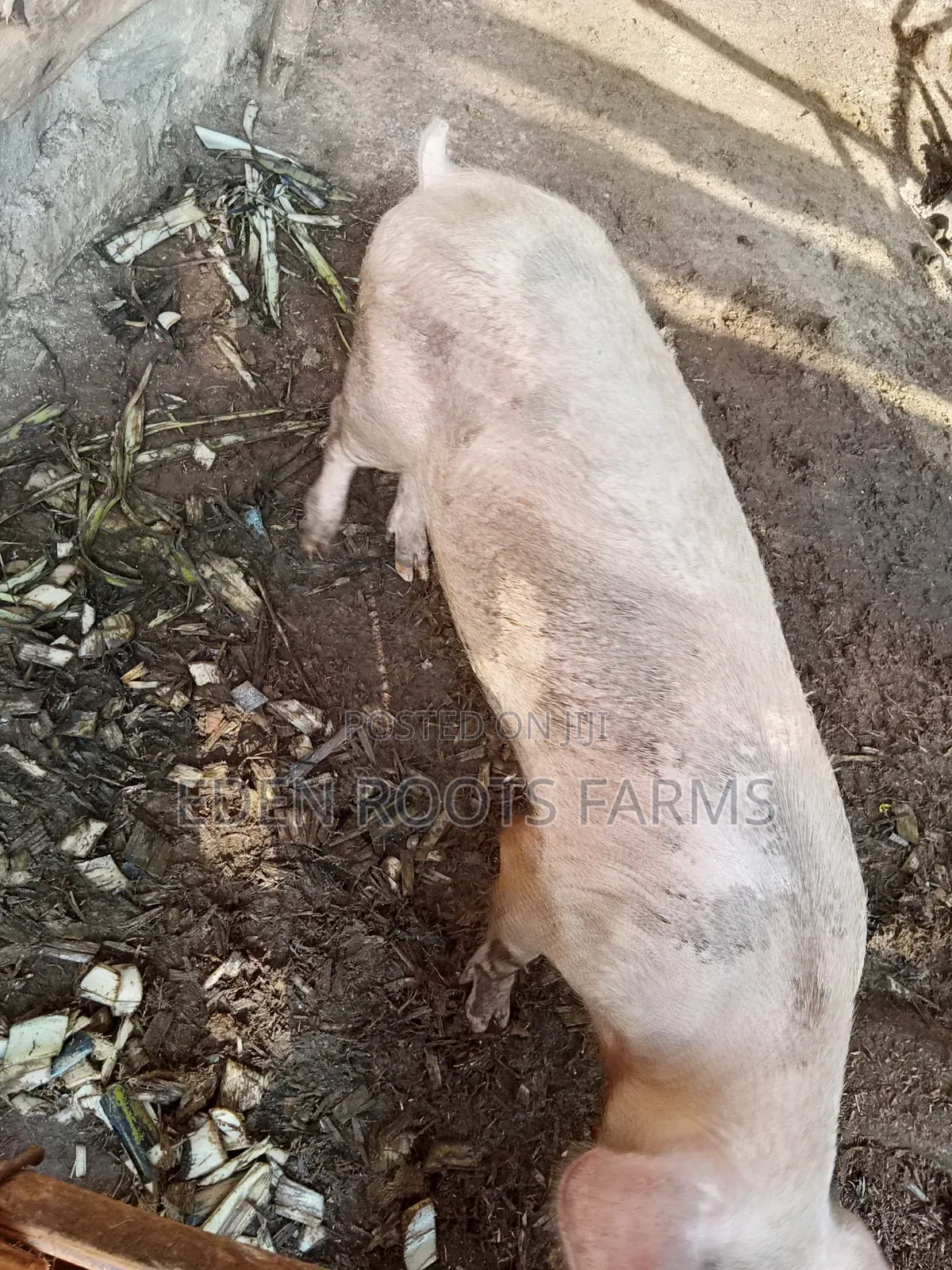 Pigs for Sale