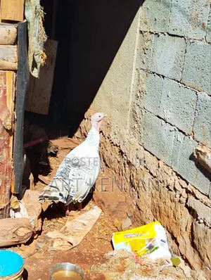 Mature Turkey