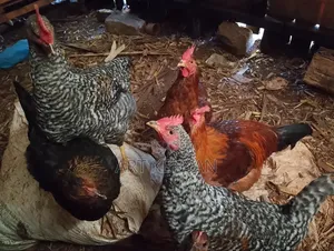 Almost Mature Cocks