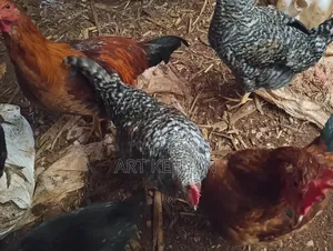 Almost Mature Cocks
