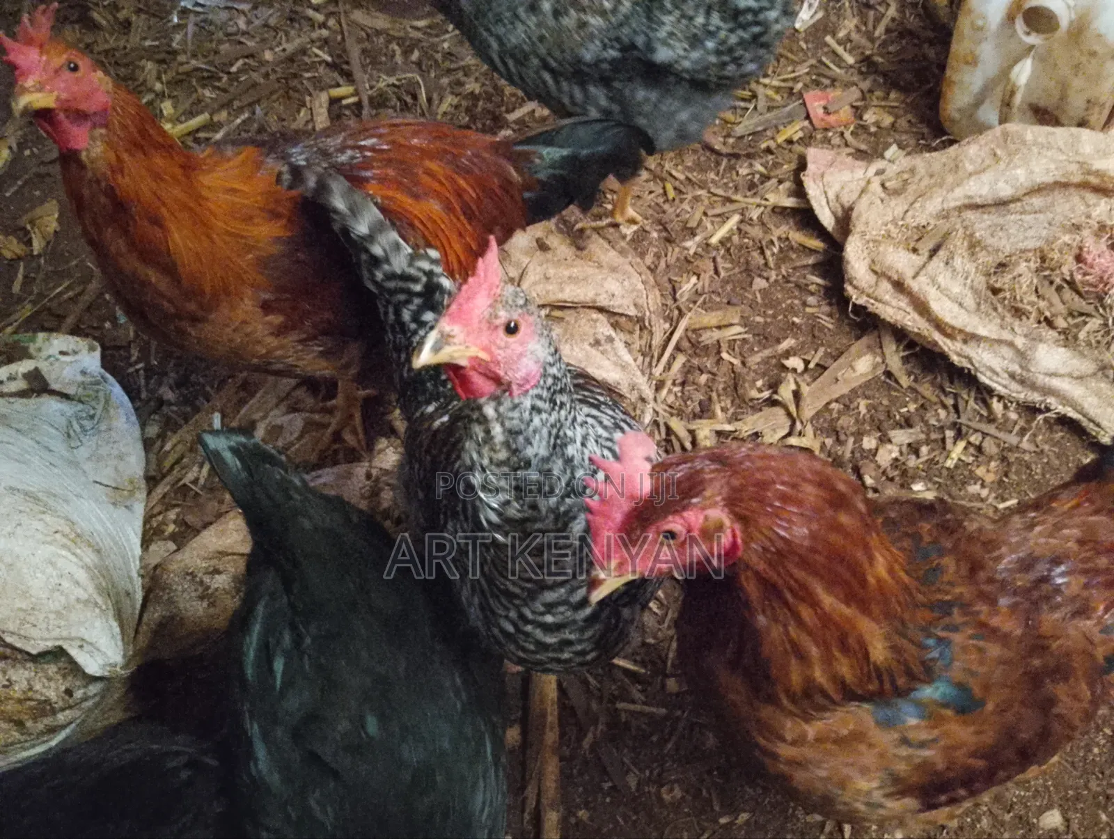 Almost Mature Cocks