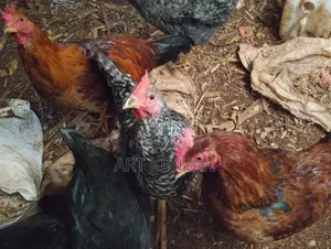 Almost Mature Cocks