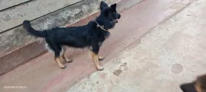 6-12 months Female Purebred German Shepherd