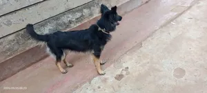 6-12 months Female Purebred German Shepherd