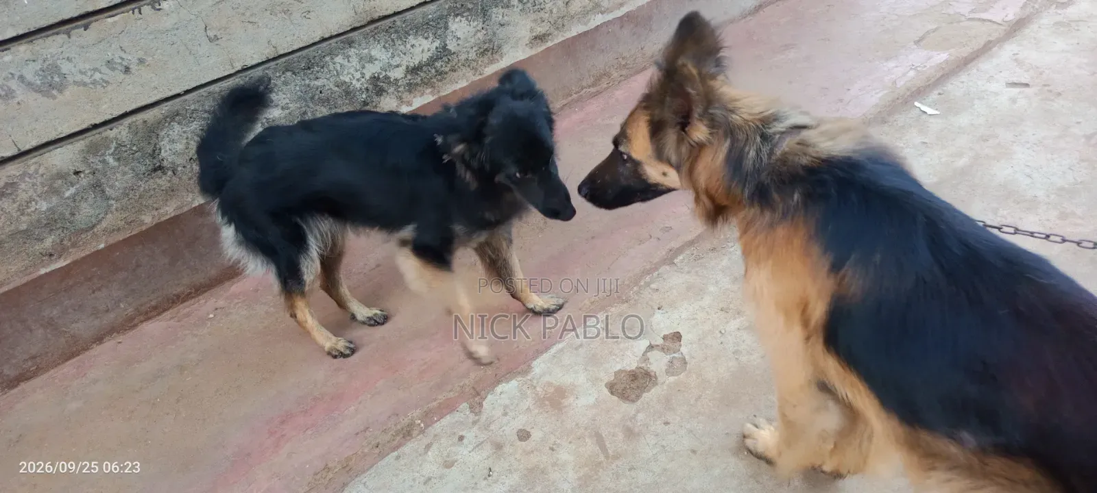 6-12 months Female Purebred German Shepherd